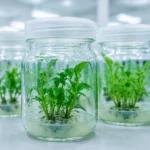 Plant Tissue Culture 150x150
