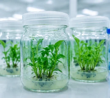 Plant Tissue Culture 360x320